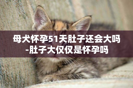 母犬懷孕51天肚子還會大嗎-肚子大僅僅是懷孕嗎