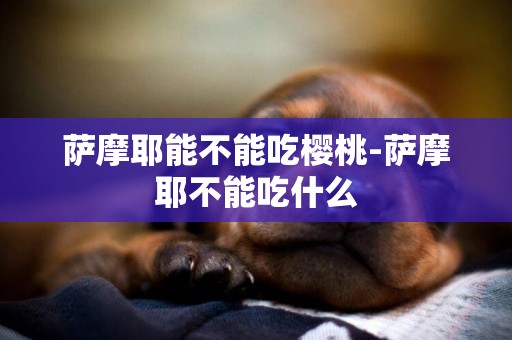 薩摩耶能不能吃櫻桃-薩摩耶不能吃什么