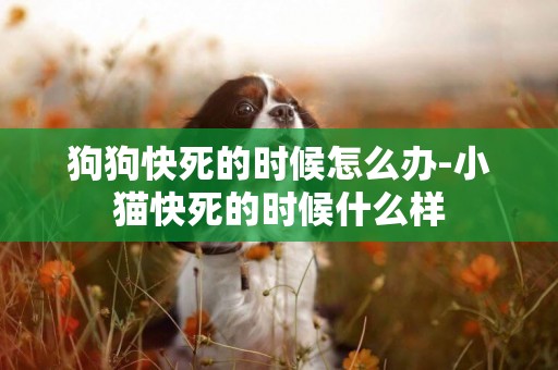 狗狗快死的時候怎么辦-小貓快死的時候什么樣