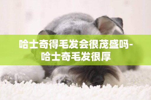 哈士奇得毛發會很茂盛嗎-哈士奇毛發很厚
