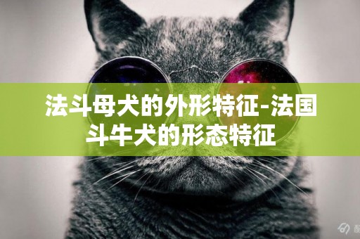 法斗母犬的外形特征-法國斗牛犬的形態特征