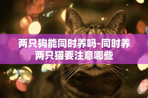 兩只狗能同時養嗎-同時養兩只貓要注意哪些