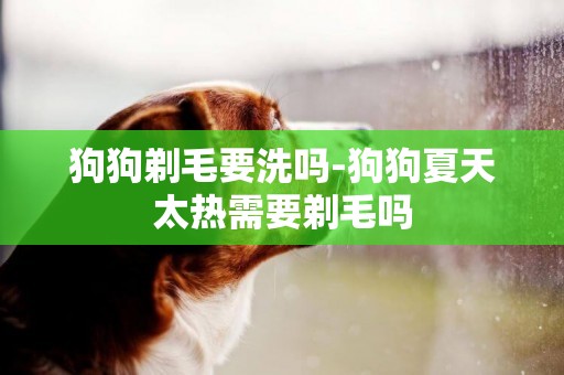 狗狗剃毛要洗嗎-狗狗夏天太熱需要剃毛嗎