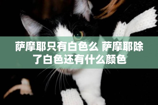 薩摩耶只有白色么 薩摩耶除了白色還有什么顏色