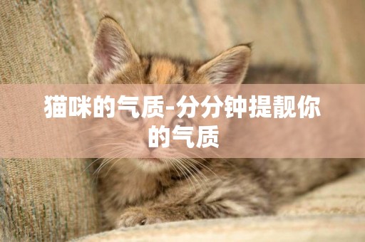 貓咪的氣質-分分鐘提靚你的氣質