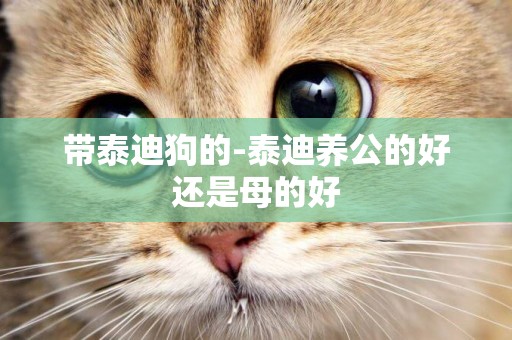 帶泰迪狗的-泰迪養公的好還是母的好