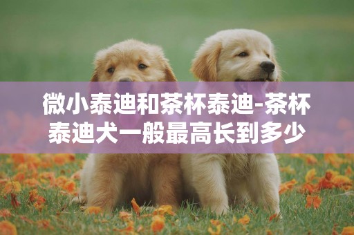 微小泰迪和茶杯泰迪-茶杯泰迪犬一般最高長到多少