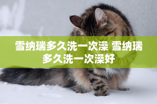 雪納瑞多久洗一次澡 雪納瑞多久洗一次澡好