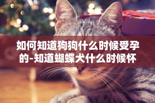 如何知道狗狗什么時候受孕的-知道蝴蝶犬什么時候懷孕最好嗎