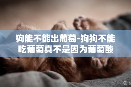 狗能不能出葡萄-狗狗不能吃葡萄真不是因為葡萄酸