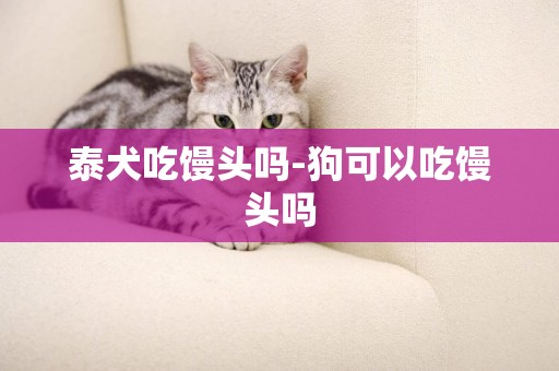 泰犬吃饅頭嗎-狗可以吃饅頭嗎