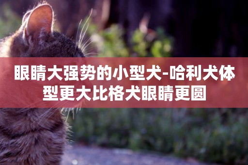 眼睛大強勢的小型犬-哈利犬體型更大比格犬眼睛更圓