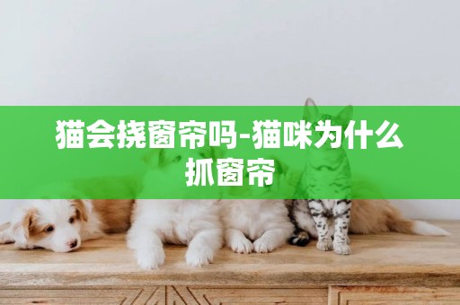 貓會撓窗簾嗎-貓咪為什么抓窗簾