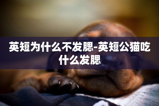 英短為什么不發腮-英短公貓吃什么發腮