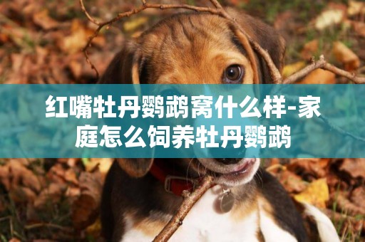 紅嘴牡丹鸚鵡窩什么樣-家庭怎么飼養牡丹鸚鵡