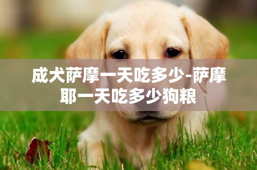 成犬薩摩一天吃多少-薩摩耶一天吃多少狗糧