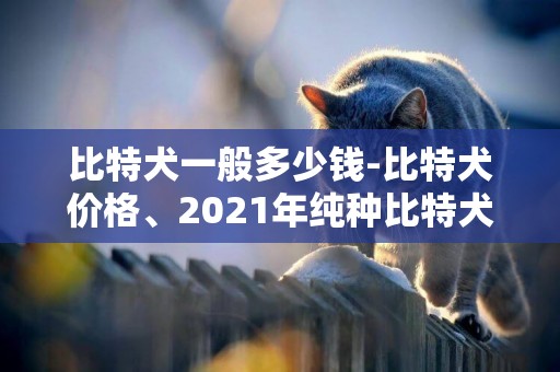 比特犬一般多少錢-比特犬價格、2021年純種比特犬多少錢一只