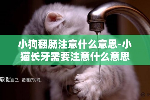 小狗翻腸注意什么意思-小貓長牙需要注意什么意思