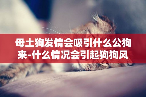 母土狗發情會吸引什么公狗來-什么情況會引起狗狗風濕病呢