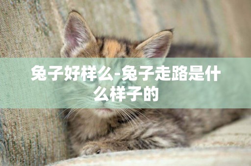 兔子好樣么-兔子走路是什么樣子的