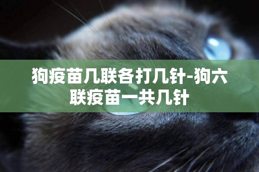狗疫苗幾聯各打幾針-狗六聯疫苗一共幾針