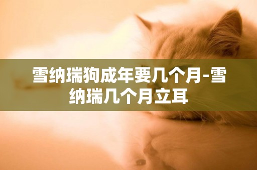 雪納瑞狗成年要幾個月-雪納瑞幾個月立耳