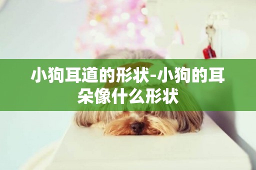 小狗耳道的形狀-小狗的耳朵像什么形狀