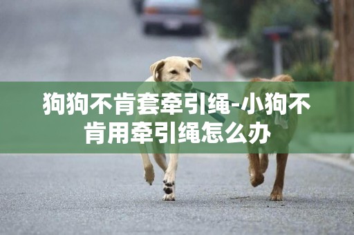 狗狗不肯套牽引繩-小狗不肯用牽引繩怎么辦