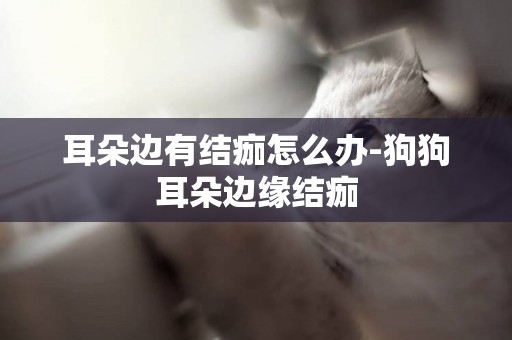 耳朵邊有結痂怎么辦-狗狗耳朵邊緣結痂