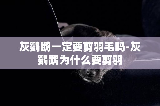 灰鸚鵡一定要剪羽毛嗎-灰鸚鵡為什么要剪羽