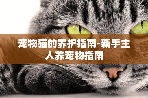寵物貓的養護指南-新手主人養寵物指南