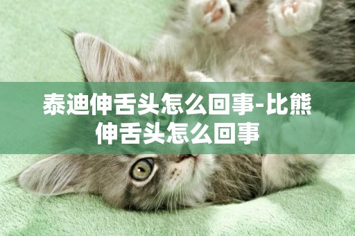 泰迪伸舌頭怎么回事-比熊伸舌頭怎么回事
