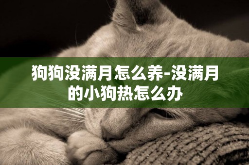 狗狗沒滿月怎么養-沒滿月的小狗熱怎么辦