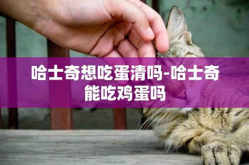 哈士奇想吃蛋清嗎-哈士奇能吃雞蛋嗎