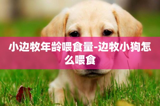 小邊牧年齡喂食量-邊牧小狗怎么喂食