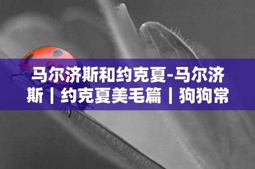 馬爾濟斯和約克夏-馬爾濟斯｜約克夏美毛篇｜狗狗常見不貴的美毛食物