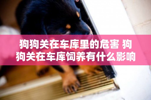 狗狗關在車庫里的危害 狗狗關在車庫飼養有什么影響