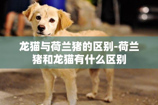龍貓與荷蘭豬的區別-荷蘭豬和龍貓有什么區別