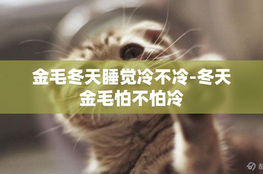 金毛冬天睡覺冷不冷-冬天金毛怕不怕冷
