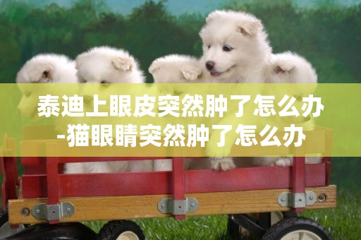 泰迪上眼皮突然腫了怎么辦-貓眼睛突然腫了怎么辦