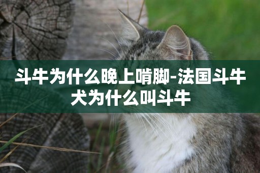 斗牛為什么晚上啃腳-法國斗牛犬為什么叫斗牛