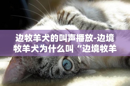 邊牧羊犬的叫聲播放-邊境牧羊犬為什么叫“邊境牧羊犬”