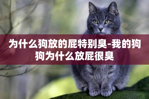 為什么狗放的屁特別臭-我的狗狗為什么放屁很臭