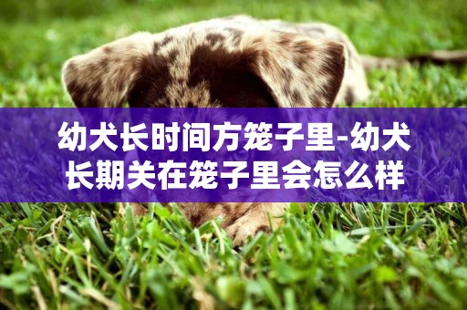 幼犬長時間方籠子里-幼犬長期關在籠子里會怎么樣