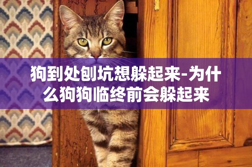 狗到處刨坑想躲起來-為什么狗狗臨終前會躲起來