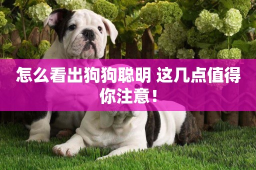 怎么看出狗狗聰明 這幾點值得你注意！