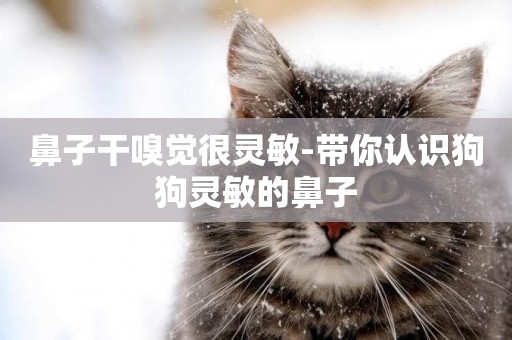 鼻子干嗅覺很靈敏-帶你認識狗狗靈敏的鼻子