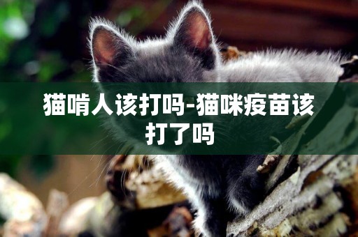 貓啃人該打嗎-貓咪疫苗該打了嗎