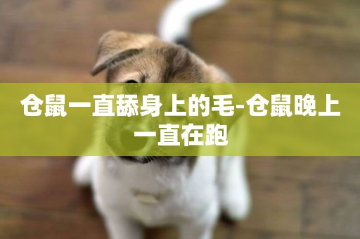 倉鼠一直舔身上的毛-倉鼠晚上一直在跑