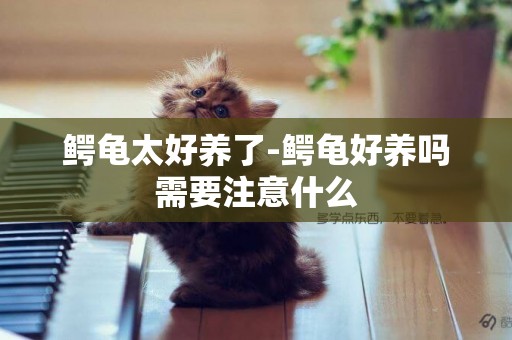 鱷龜太好養了-鱷龜好養嗎需要注意什么